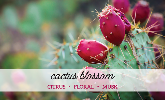 Photo for Cactus Blossom fragrance showing a cactus blossom and the three scent notes: citrus, floral, and musk