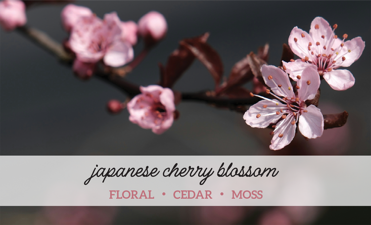 Japanese Cherry Blossom