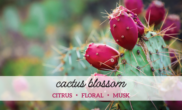 Cactus Blossom